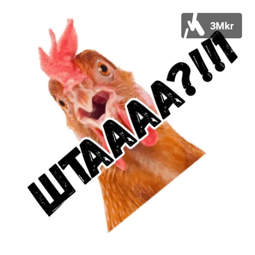 pollo, la croce, meme di pollo, pollo sorpreso