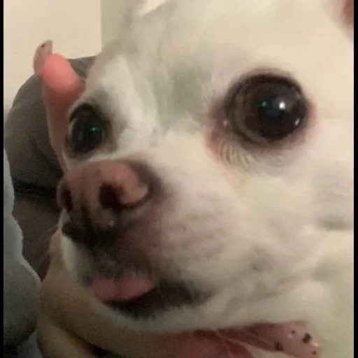 chihuahua, meme chihuahua, chihuahua malvagio, chihuahua cucciolo, cane chihuahua