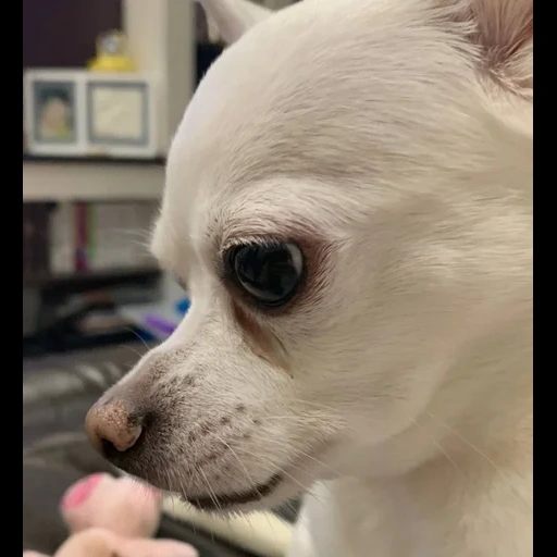 chihuahua, anak anjing chihuahua, anjing chihuahua, varietas chihuahua, anjing tosa chihuahua