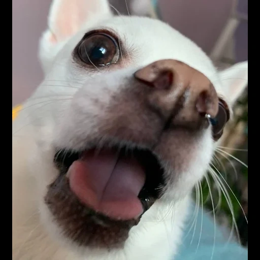 cane, i cani sono felici, animali ridicoli, funny muso animale, cane sospetto chihuahua