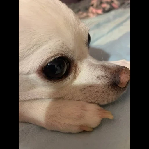 chihuahua, chihuahua dirk, chihuahua putih, anjing chihuahua, sad chihuahua