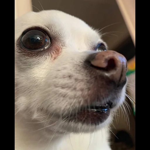 cães, chihuahua, os animais são fofos, o cachorro é engraçado, cão chihuahua