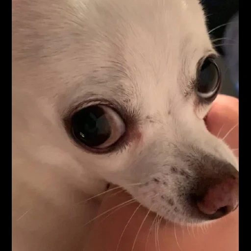 chihuahua, meme chihuahua, anak anjing chihuahua, anjing chihuahua, varietas chihuahua