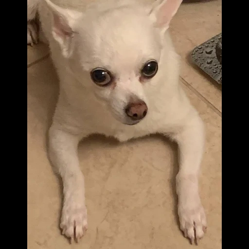 chihuahua, anak anjing chihuahua, anjing chihuahua, varietas chihuahua, standar chihuahua