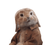 Кролики/Bunny @freetopsticker