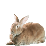 rabbit, banny rabbit, brown rabbit, rabbit with a white background, the rabbit is brown