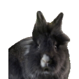 кролик, ангорский кролик черный, чёрный кролик прозрачный фон, черный пушистый кролик белом фоне, львиноголовый декоративный кролик черный