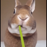 bunny, coniglio, coniglio sta masticando, lo scherzo di reyjak, canzoni preferite