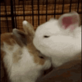 bunny, giphy, rabbit, dear rabbit, roosets are homemade