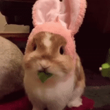 rabbit, rabbit gif, dear rabbit, cheerful rabbit, the rabbit is funny
