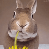 цветы, кролик, кролик жует, веселый кролик, животные милые