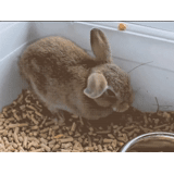 coniglio, animali carini, coniglio gnomo, animali divertenti, decorare il coniglio