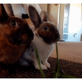 rabbit, rabbit rex, breed rabbits, home rabbit, dwarf rabbit