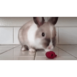 conejo, el conejo es gris, conejo de frambuesa, el conejo es pequeño, conejo enano