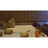 kucing, mainan, kucing mainan, mainan kucing, boneka mainan