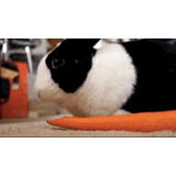 rabbit, white rabbit, dutch rabbit, black white rabbit, the rabbit eats carrots