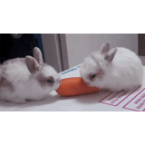 rabbit, little rabbits, the dwarf rabbit, decorative rabbit, the decorative rabbit is large