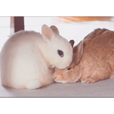 conejo, gif de conejo, conejos blancos, los animales son lindos, conejo enano