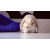 coniglio, coniglio carino, coniglio divertente, coniglio dalle orecchie pendenti, orecchini decorati con coniglio bianco
