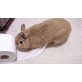 coniglio, i conigli, coniglio gnomo, decorare il coniglio, coniglio gnomo minore