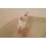 animals, the animals are cute, the rabbit bathes, funny animals, little rabbit