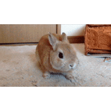 coniglio, rabbit-rabbit, coniglio gnomo, happy farm rabbit, decorare il coniglio