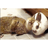 coelho, gato de coelho, o coelho é engraçado, coelho um animal, rabbit doméstico