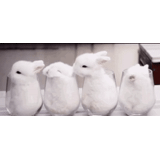 hewan, kelinci putih, kelinci gelas, kelinci dengan gelas, hewan lucu