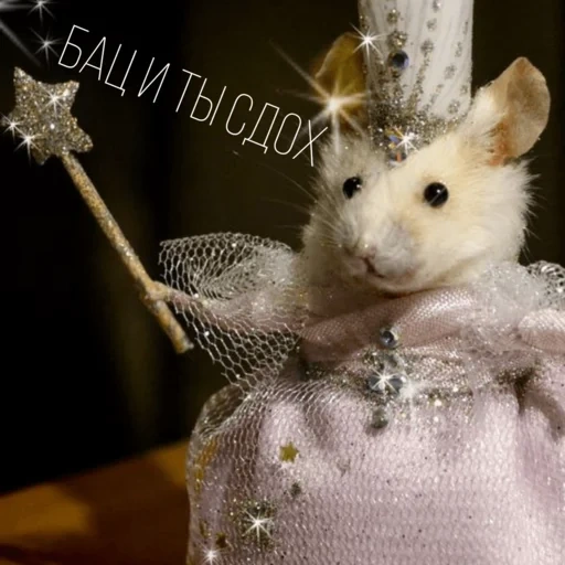 ratón, ropa de ratón, animal lindo, animales ridículos, pequeños animales interesantes