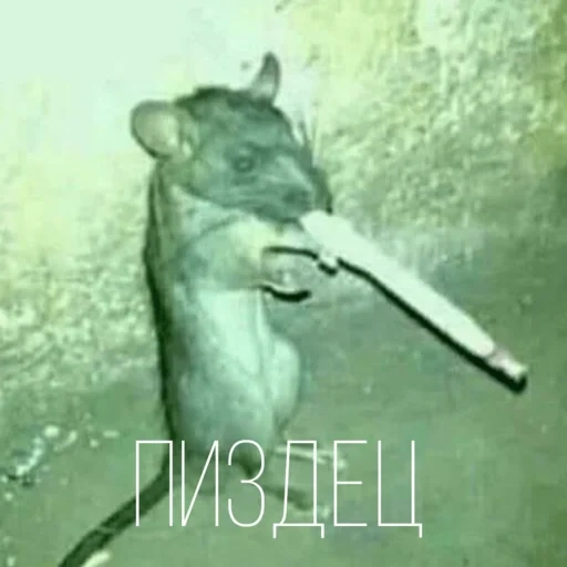 курящая мышь, курящая крыса, мышь сигаретой, крыса сигаретой, крыса сигаретой мем