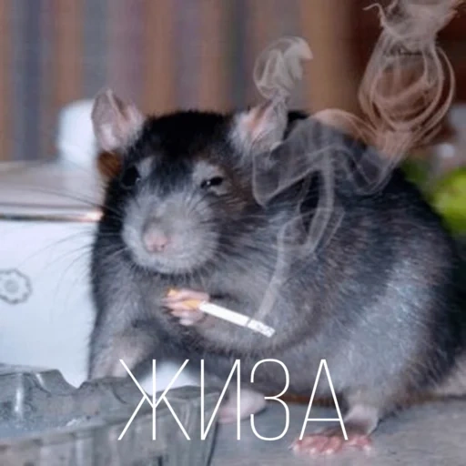 tikus, la rat, patsyuk rat, tikus dengan rokok, memu tikus dengan rokok