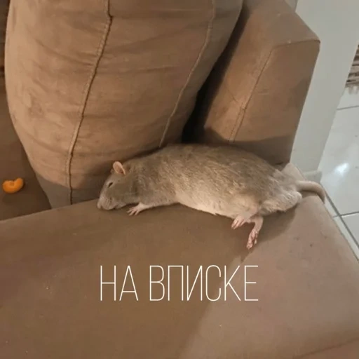 chat, rat ikea, rat jouet, ikea rat gosig, jouet de rat ikea
