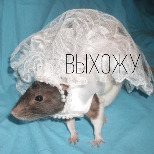 robe de rat, le rat est drôle, dansons, robe de mariée de rat, tatyana lyubimova teddy
