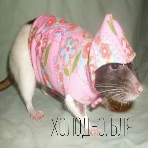 mouse clothes, mouse face, rat sphinx, dumbo, fashionable mouse