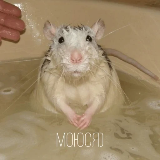 mouse, little flying elephant mouse, dumbo rat bath, dumbo mouse is washing, dumbo elephant mouse tuba
