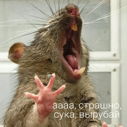 ratto, topo di ratto, ratto ratto, un topo avido, il topo è divertente