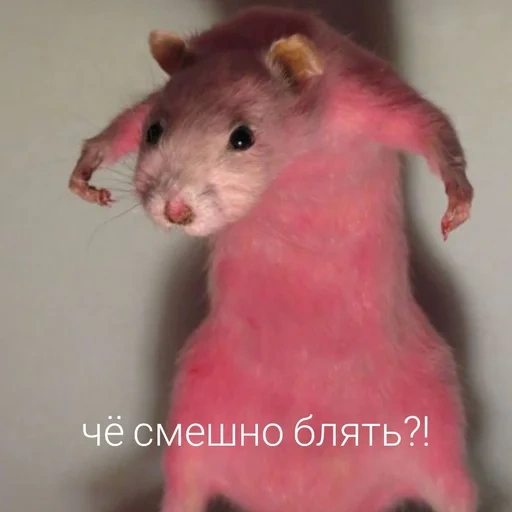 die memetische ratte, hamster meme, die rosa maus, der hamster ist lustig, rosa mausmeme