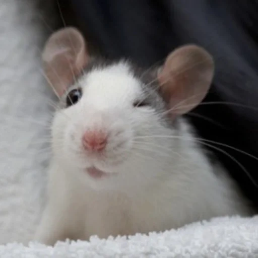 крыса дамбо, крыса анфас, крыса красивая, белая крыса морда, крыса домашняя милая