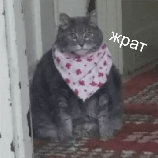 fat cat, kushaz meme cat, fat cat headscarf, fat cat shawl, fat cat