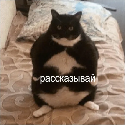 кот, жирный кот, кот толстый, толстый котик, толстый черный кот