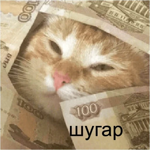 cat, cat, cat style, money cat, money cat