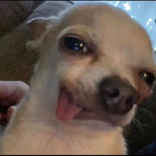 dog, funny dog, a ridiculous animal, animals are interesting, crying chihuahua