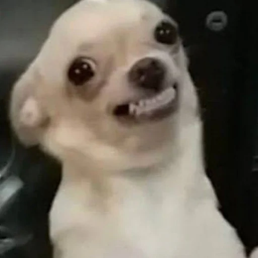 собака, собачки, чихуахуа, смешные чихуахуа, чихуа испанский мем