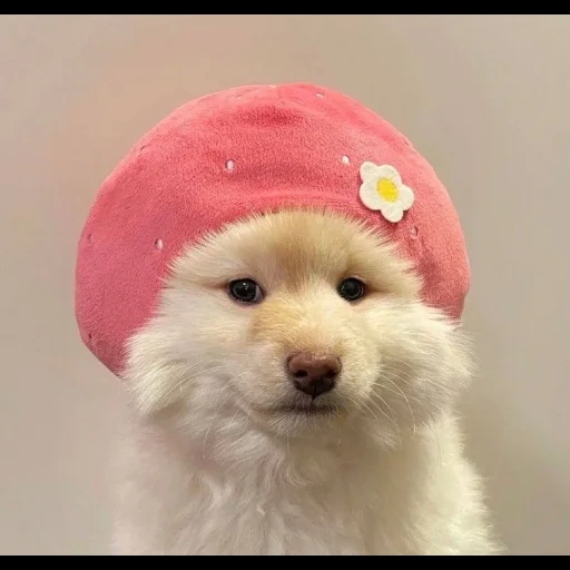 dog, animals, dog clothes, animals are cute, puppy