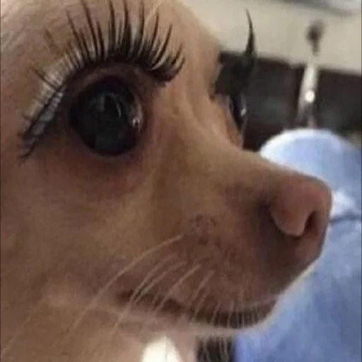 funny eyelashes, a dog with eyelashes, ciliated dog, long-lashed dog, unsuccessful eyelashes