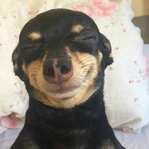 modelo de dachshund, dachshund engraçado, cão engraçado, cão satisfeito, cão rowner