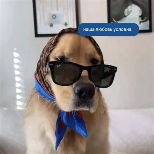 dougles eyewear, cane con occhiali, occhiali da sole labrador