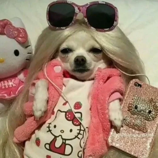 elizabeth i, funny dog, chihuahua wig, chihuahua dog, meme dog pink