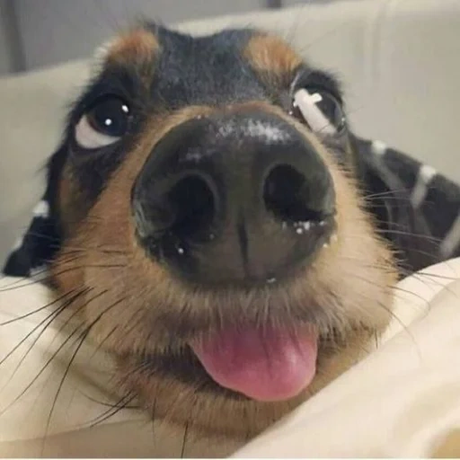 cão, cão sorridente, cachorro feliz, o cachorro está rindo, cão sorridente