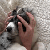 der hund, die tiere, der husky, siberian husky welpen, siberian husky